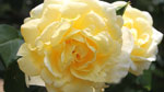 La Rosa Primo Sole - Flower